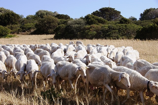 Campagna assicurativa Zootecnia e Strutture 2022